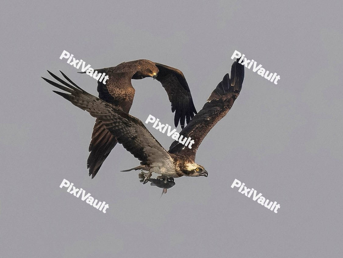 Two eagles with grey sky